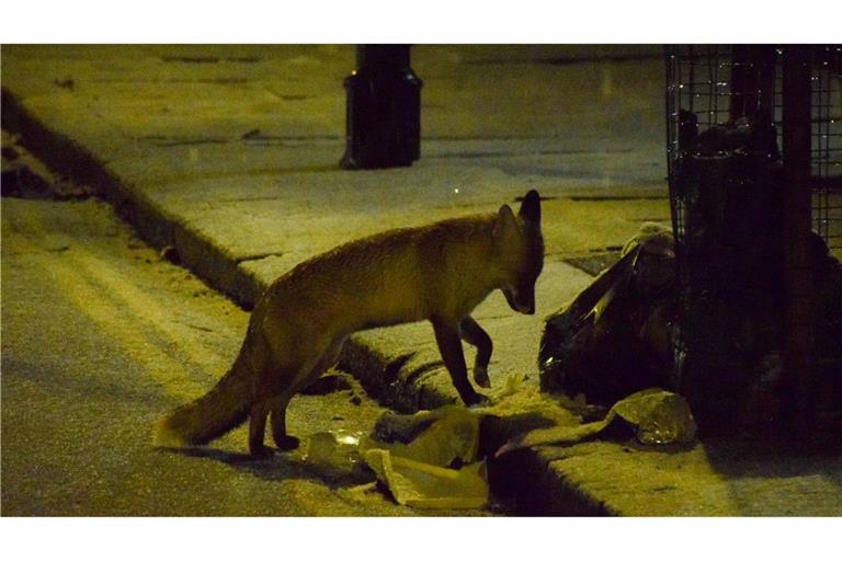 Ein Fuchs sucht auf einer schneebedeckten Straße im Zentrum Londons nach Nahrung.