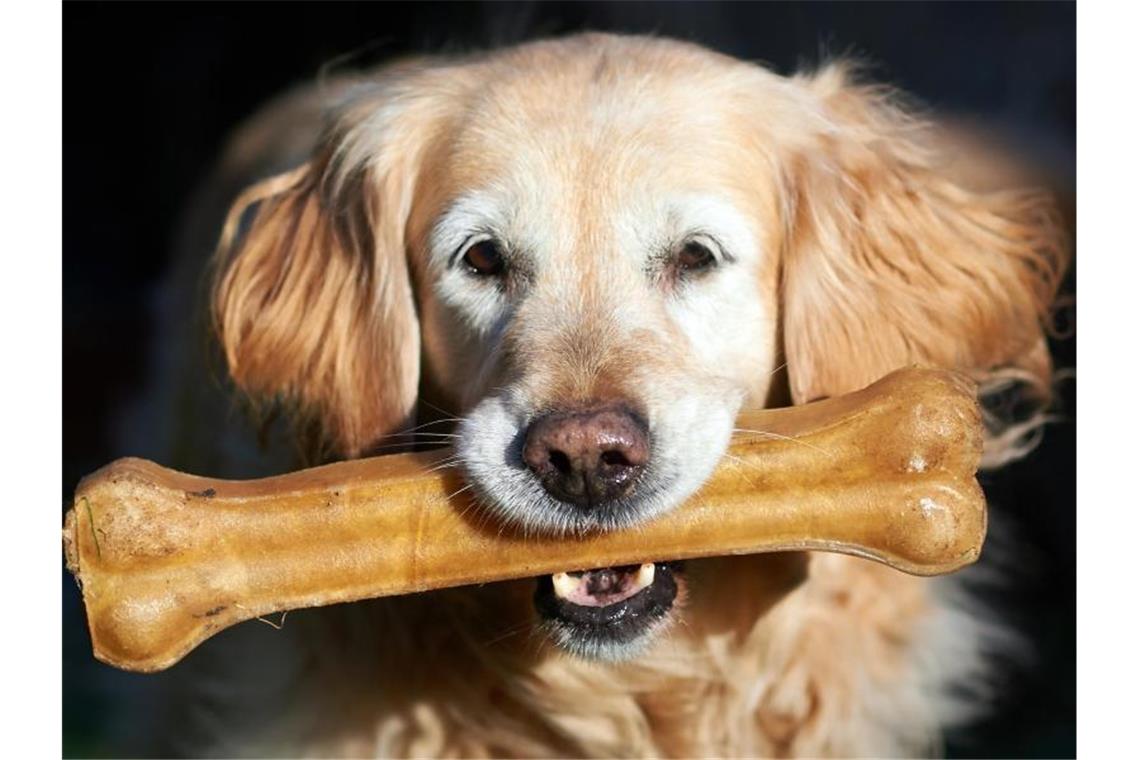 Fressnapf, Zooplus und Co. mit kräftigem Wachstum Ein Golden Retriever Hund mit einem Kauknochen: Fressnapf, Deutschlands Marktführer beim Thema Heimtierbedarf, erzielte 2020 das größte absolute Umsatzwachstum der Firmengeschichte. Foto: Bernd Thissen/dpa