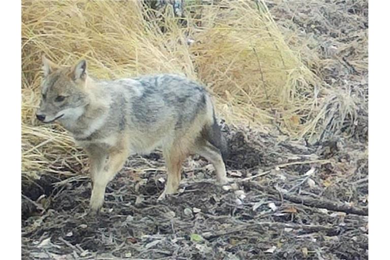 Ein Goldschakal-Welpe im Schwarzwald-Baar-Kreis. Foto: Forstliche Versuchs- und Forschungsanstalt Baden-Württemberg/dpa