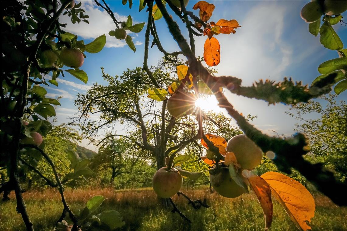 Ein Großteil der Bäume auf den Weissacher Streuobstwiesen trägt Äpfel. Archivfoto: A. Becher