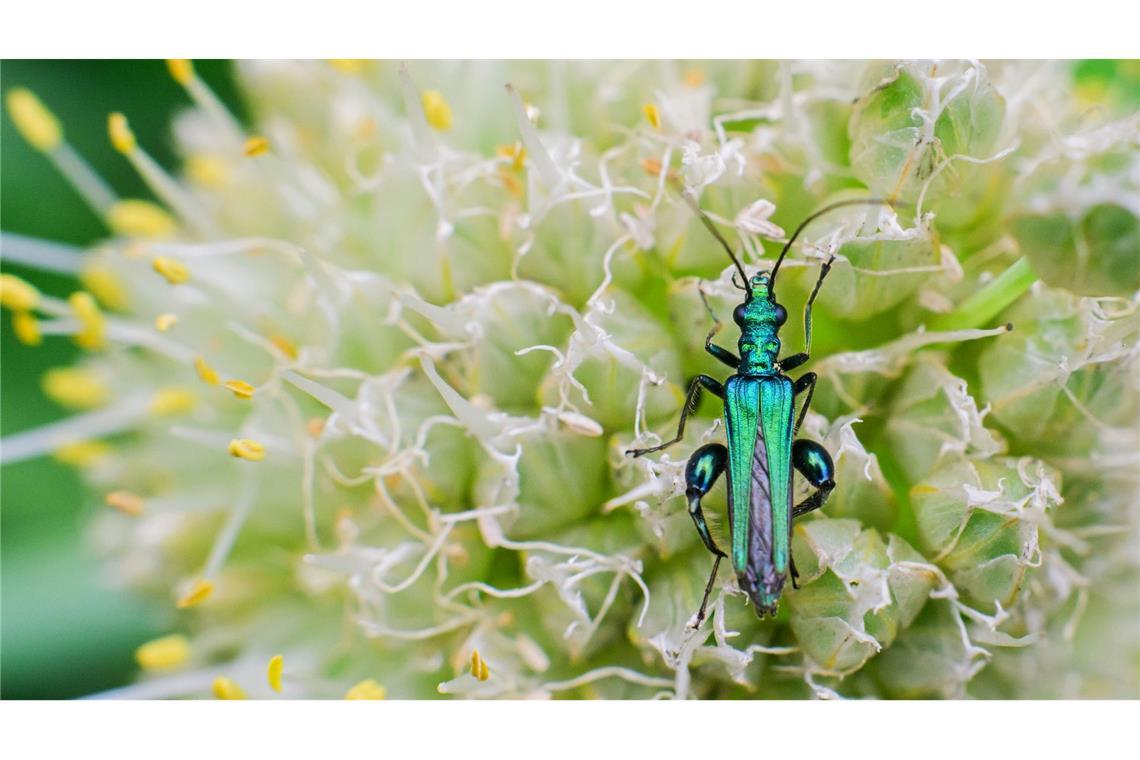 Ein Grüner Scheinbockkäfer auf einem blühendem Lauch in einem Garten in der Region Hannover. Niedersachsen und Bremen droht ein drastisches Artensterben bei Insekten.