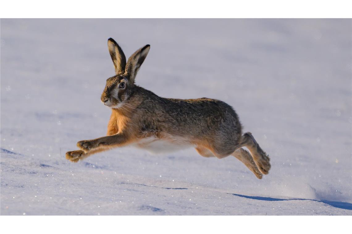 Ein Hase im Schnee.