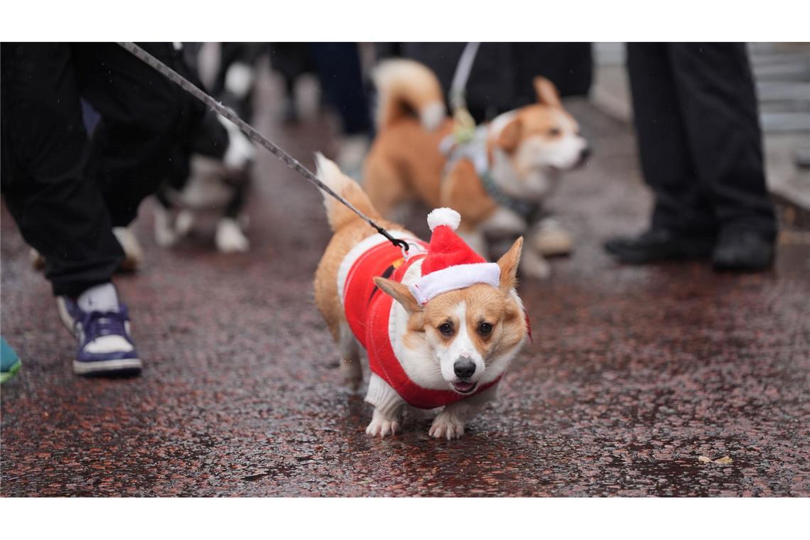 Ein Hund der Rasse Corgi, mit Weihnachtsmütze und rotem Jäckchen, nimmt an der Londoner Weihnachtspulli-Corgi-Parade teil.