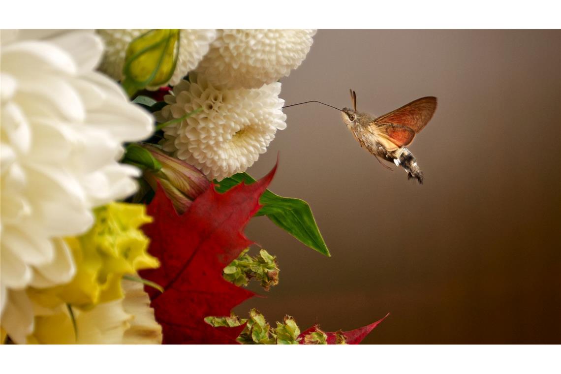 Ein Insekt schwebt in der Nähe von Blumen, die den Bereich um die heiligen Überreste des Heiligen Dimitri Bassarabow, des Schutzpatrons der rumänischen Hauptstadt Bukarest, schmücken.