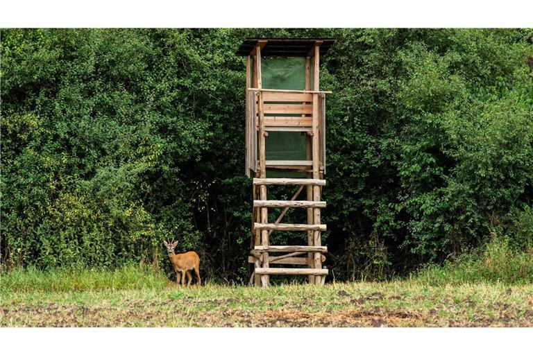 Ein Jäger verfehlt beim Schießen das Tier und trifft seinen Jagdkollegen am Kopf. (Symbolbild)