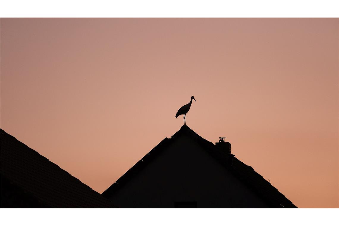 Ein junger Weißstorch hat sich zum Schafen auf einem Dach in Sachsen niedergelassen.