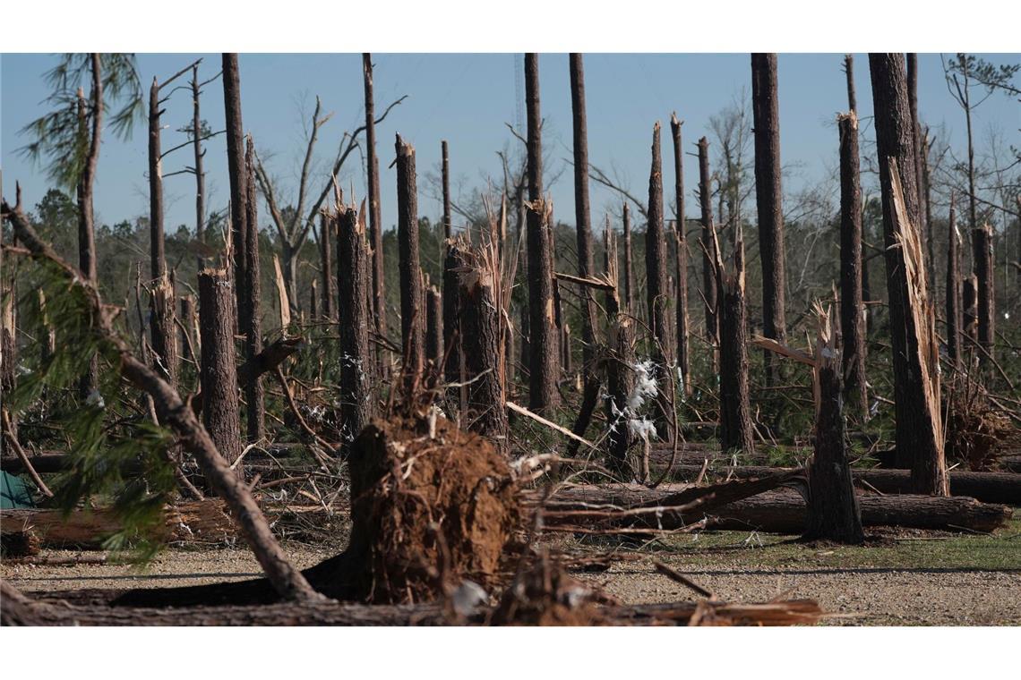 Ein Kiefernwald in Mississippi wurde durch einen Tornado zerstört.