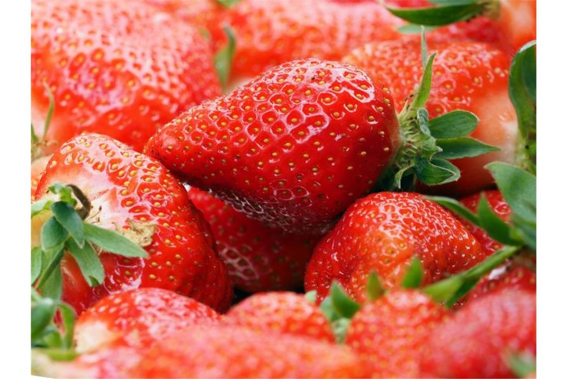 Ein Korb frisch gepflückte Erdbeeren steht auf einem Tisch. Foto: Soeren Stache/dpa-Zentralbild/dpa