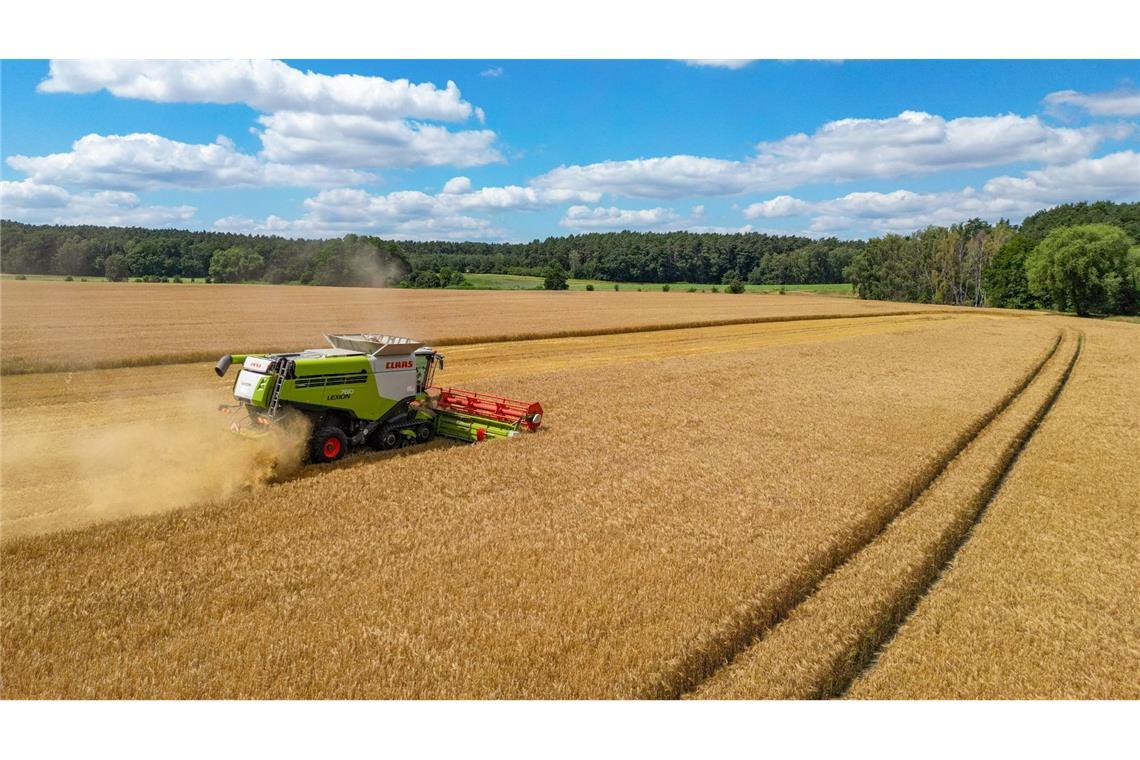 Ein Landwirt erntet mit seinem Mähdrescher Gerste auf einem Feld in Ostbrandenburg.