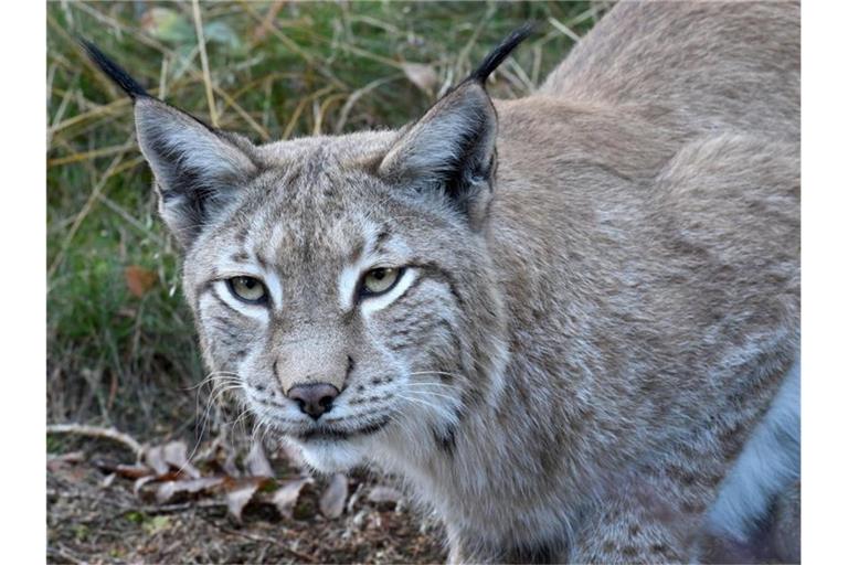 Ein Luchs sitzt in einem Luchsgehege. Foto: picture alliance / Holger Hollemann/dpa/Archivbild