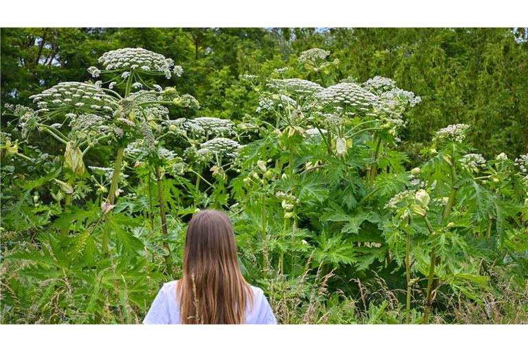 Ein Mädchen steht an einem Waldrand vor Pflanzen der Art Riesen-Bärenklau auch als Herkulesstaude bekannt. Wanderer und Spaziergänger sollten sich vor dem Riesen-Bärenklau in Acht nehmen.