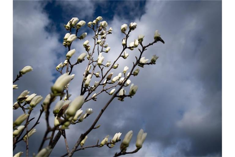 Ein Magnolienbaum blüht vor einem wolkigen Himmel über Stuttgart. Foto: Sebastian Gollnow/dpa