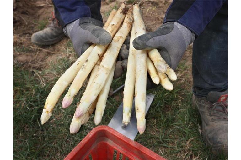 Ein Mann hält auf seinem Spargelfeld frisch gestochenen Spargel in den Händen. Foto: Karl-Josef Hildenbrand/dpa/Archivbild