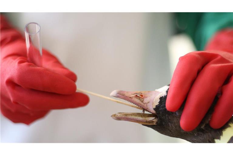 Ein Mitarbeiter des Chemischen und Veterinäruntersuchungsamts Rhein-Ruhr-Wupper (CVUA-RRW) entnimmt einer Gans mit Verdacht auf Vogelgrippe eine Probe. (Archivbild)