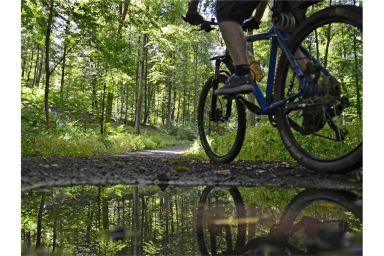 Ein Mountainbike-Fahrer fährt über einen Waldweg. Foto: picture alliance / dpa/Symbolbild