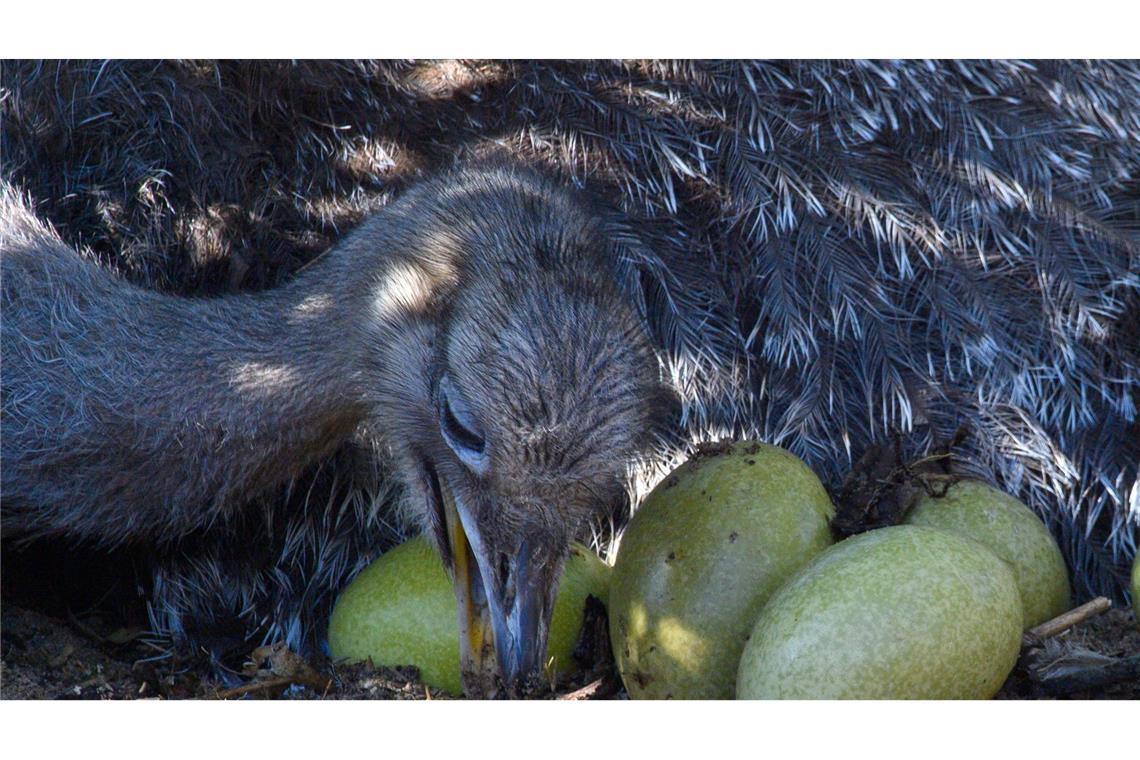 Ein Nandu-Hahn hat es sich im Magdeburger Zoo zur Aufgabe gemacht, die von der Henne im Februar nach und nach gelegten Eier auszubrüten. Dieser Ablauf ist für Nandus typisch - auch die Aufzucht der Küken übernimmt der Vater.