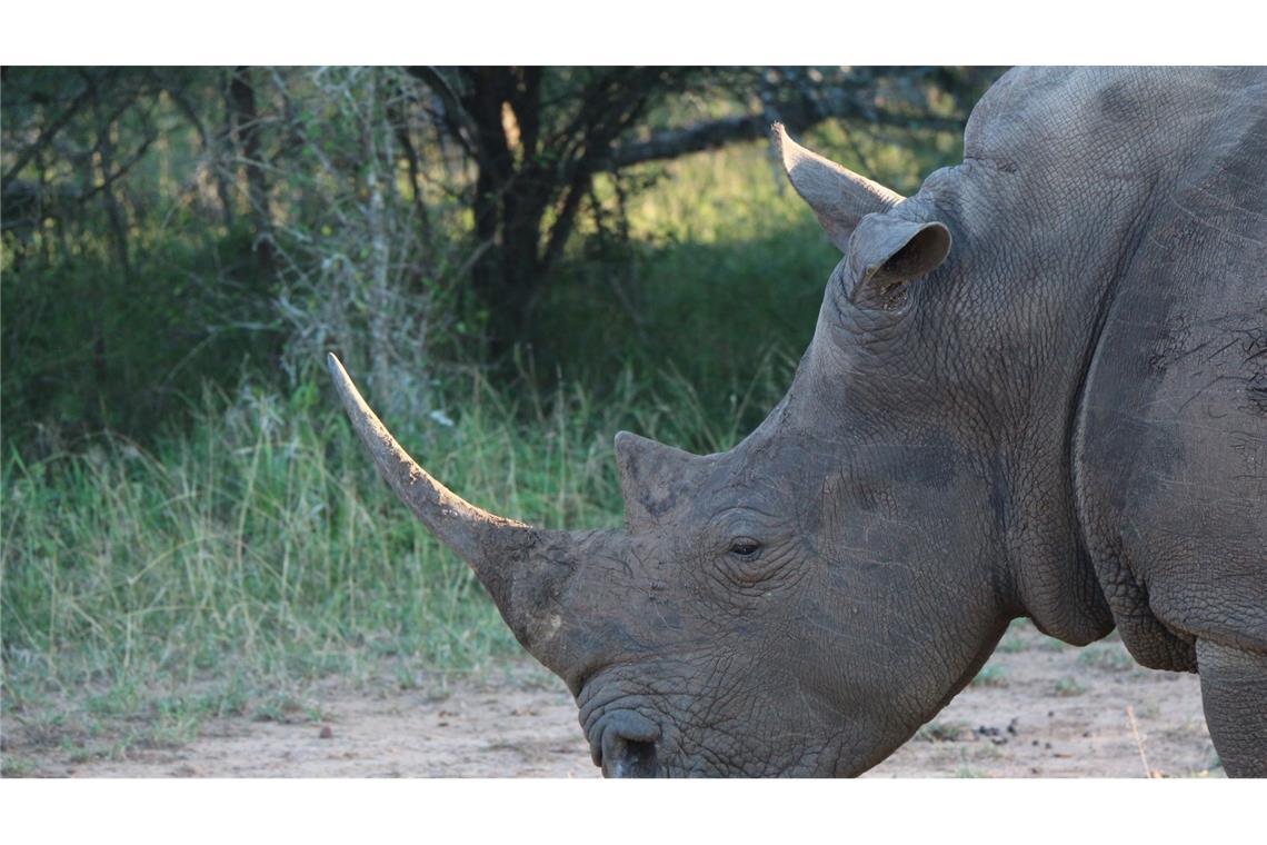 Ein Nashorn im Hlane Royal National Park in Eswatini. (Symbolbild)