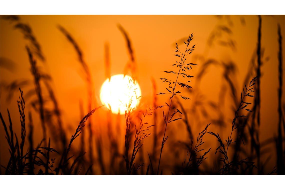 Ein neuer Tag erwacht: Die Sonne erhebt sich hinter Gräsern in Hildesheim und taucht die Landschaft in ein warmes, goldenes Licht.