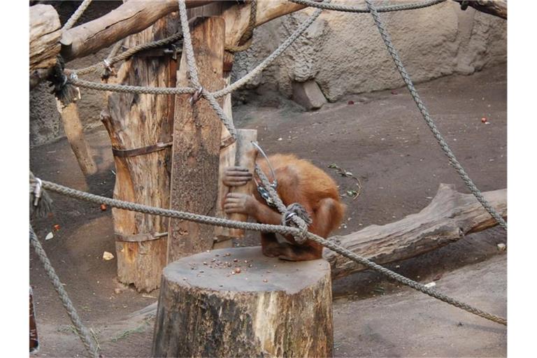 Ein Orang-Utan im Zoo. Foto: Claudio Tennie/Universität Tübingen/dpa/Archivbild