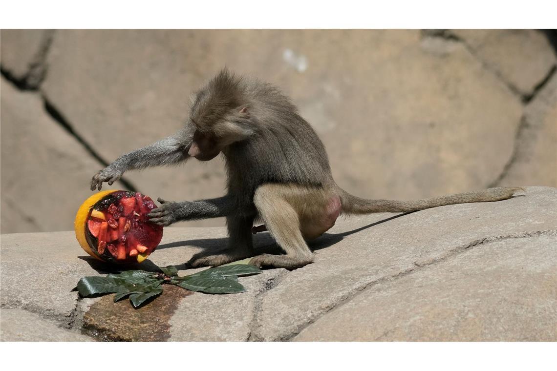 Ein Pavian inspiziert einen gefrorenen Leckerbissen in seinem Gehege im Chapultepec Zoo in Mexiko-Stadt.