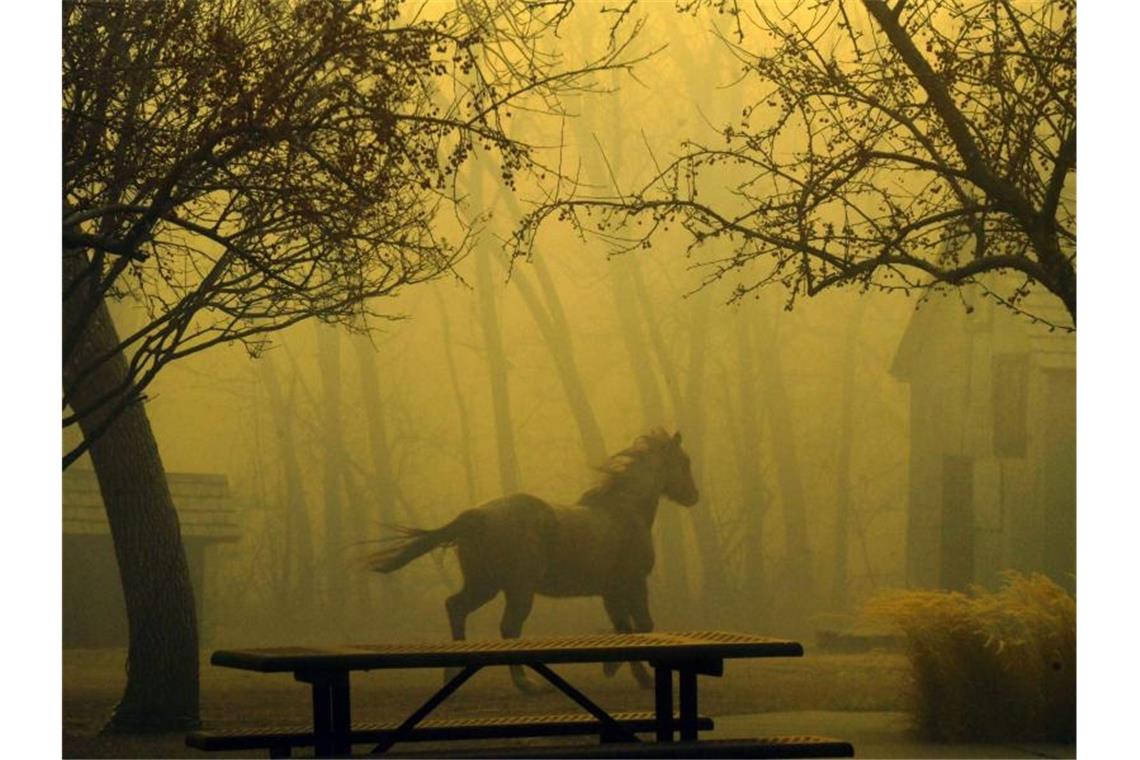 Tausende fliehen in Colorado vor Waldbränden Ein Pferd rennt durch den Grasso Park in Superior. Foto: Helen H. Richardson/The Denver Post/dpa