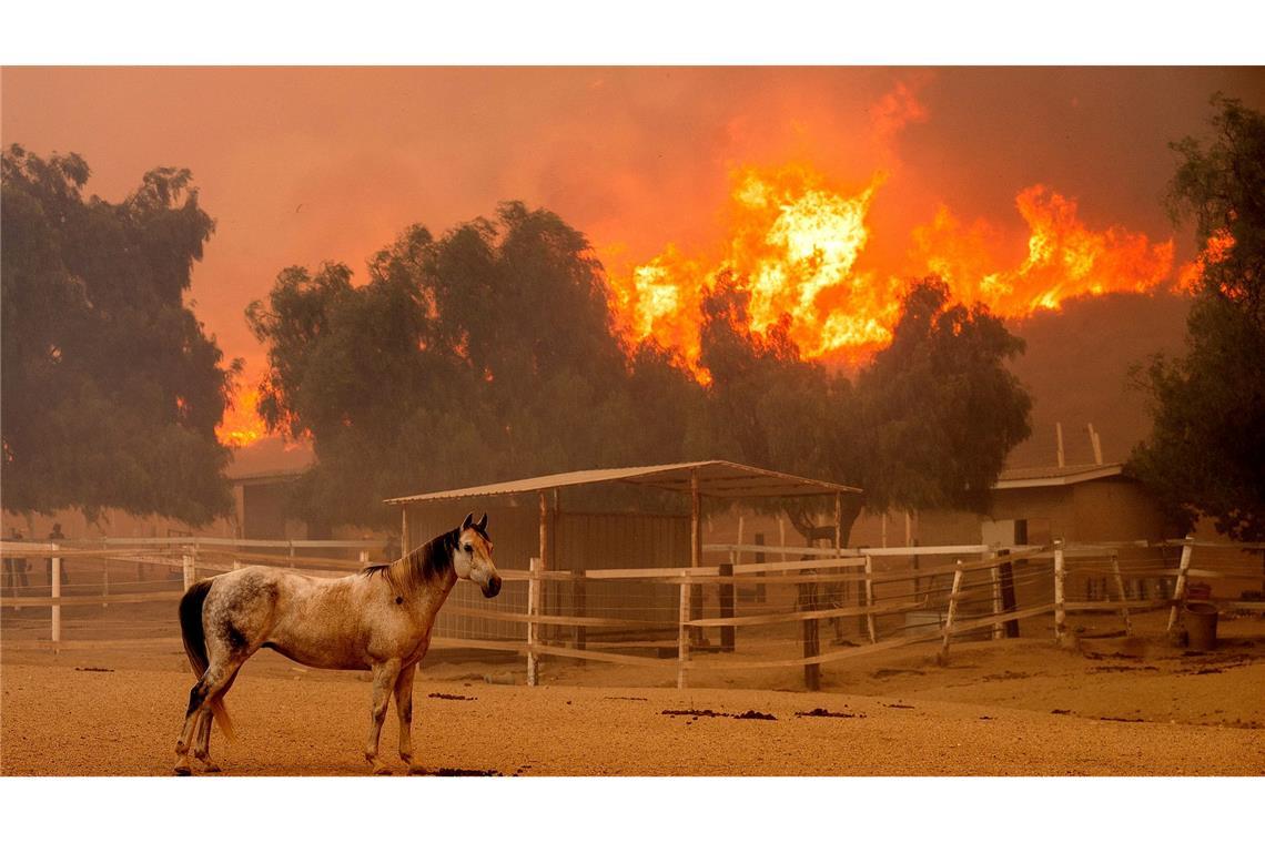 Ein Pferd steht in einem Gehege auf der Swanhill-Farm in Kalifornien, während das "Mountain Fire" im Hintergrund wütet.