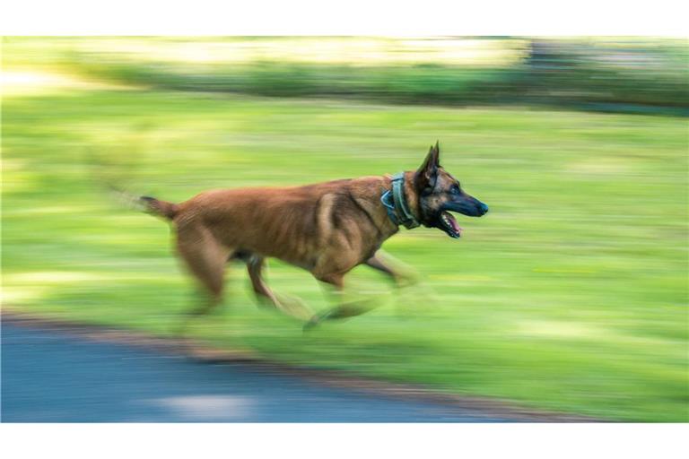 Ein Polizeihund soll in Nordrhein-Westfalen eine Frau skalpiert haben. (Symbolbild)