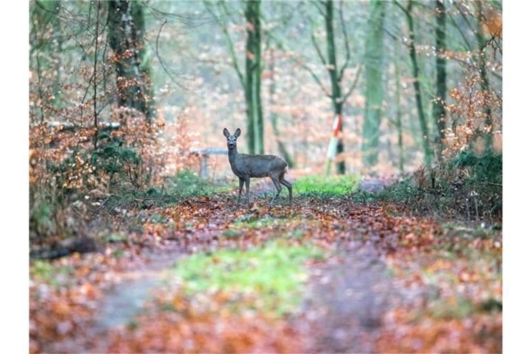 Ein Reh steht in einem Wald auf einem Weg. Foto: Jens Büttner/dpa-Zentralbild/dpa/Symbolbild