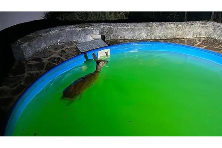 Ein renitentes Reh haben Polizisten im rheinland-pfälzischen Schweich in einer nächtlichen Aktion aus einem Pool geholt.