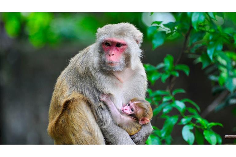 Ein Rhesusaffen-Baby ist im Arm seiner Mutter.