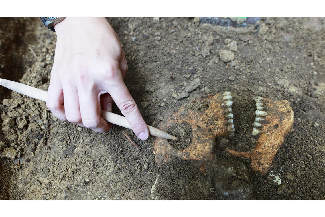 Ein Schädel wird von einer Archäologin an der Ausgrabungsstätte freigelegt. Auf dem ehemaligen Galgenberg finden derzeit archäologische Ausgrabungen des Landesamts für Denkmalpflege und Archäologie (LDA) Sachsen-Anhalt statt.