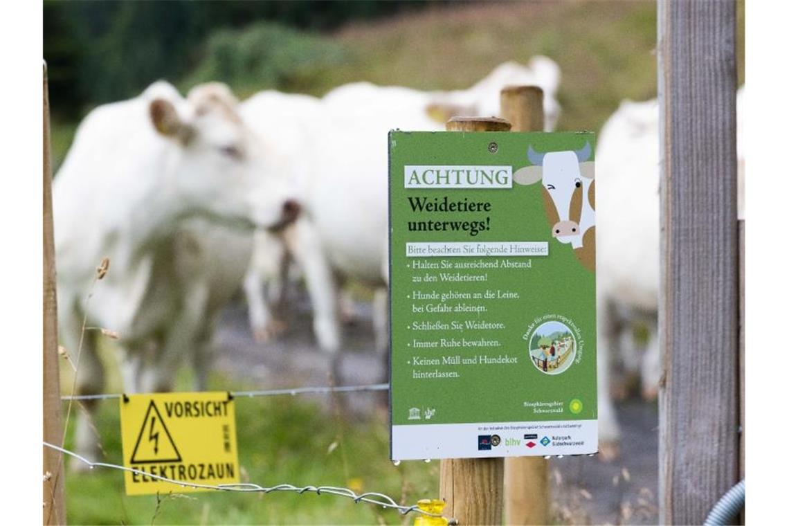 Ein Schild mit der Aufschrift "ACHTUNG Weidetiere unterwegs!" weist auf die Verhaltensregeln innerhalb der durchwanderbaren Weideflächen hin, während im Hintergrund Rinder zu sehen sind. Foto: Philipp von Ditfurth/dpa