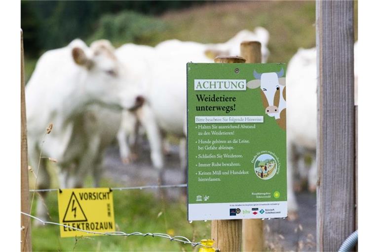 Ein Schild mit der Aufschrift "ACHTUNG Weidetiere unterwegs!" weist auf die Verhaltensregeln innerhalb der durchwanderbaren Weideflächen hin, während im Hintergrund Rinder zu sehen sind. Foto: Philipp von Ditfurth/dpa