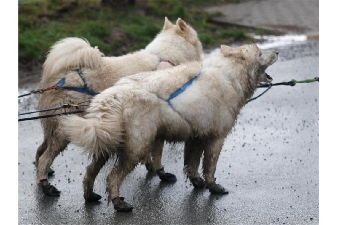 Ein Schlittenhundegespann steht auf der Straße. Foto: Matthias Bein/dpa-Zentralbild/ZB/Symbolbild