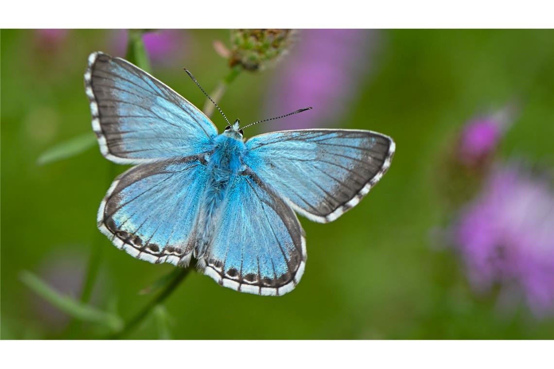 Ein Schmetterling der Art Bläuling sucht Nektar auf der Blüte einer Rispen-Flockenblume in einer Sommerwiese