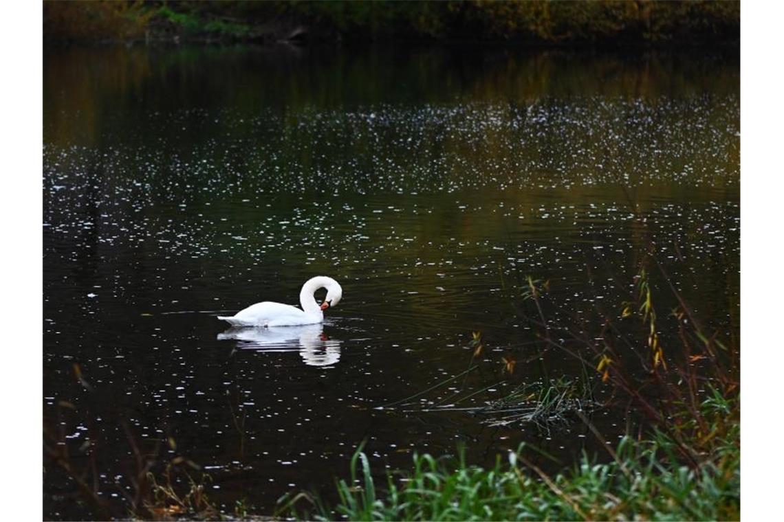 Ein Schwan schwimmt in einem Gewässer. Foto: Swen Pförtner/dpa/Symbolbild