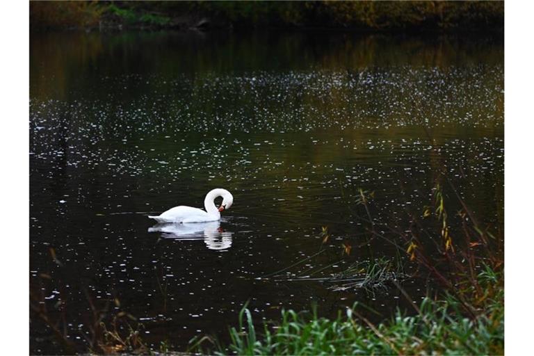 Ein Schwan schwimmt in einem Gewässer. Foto: Swen Pförtner/dpa/Symbolbild