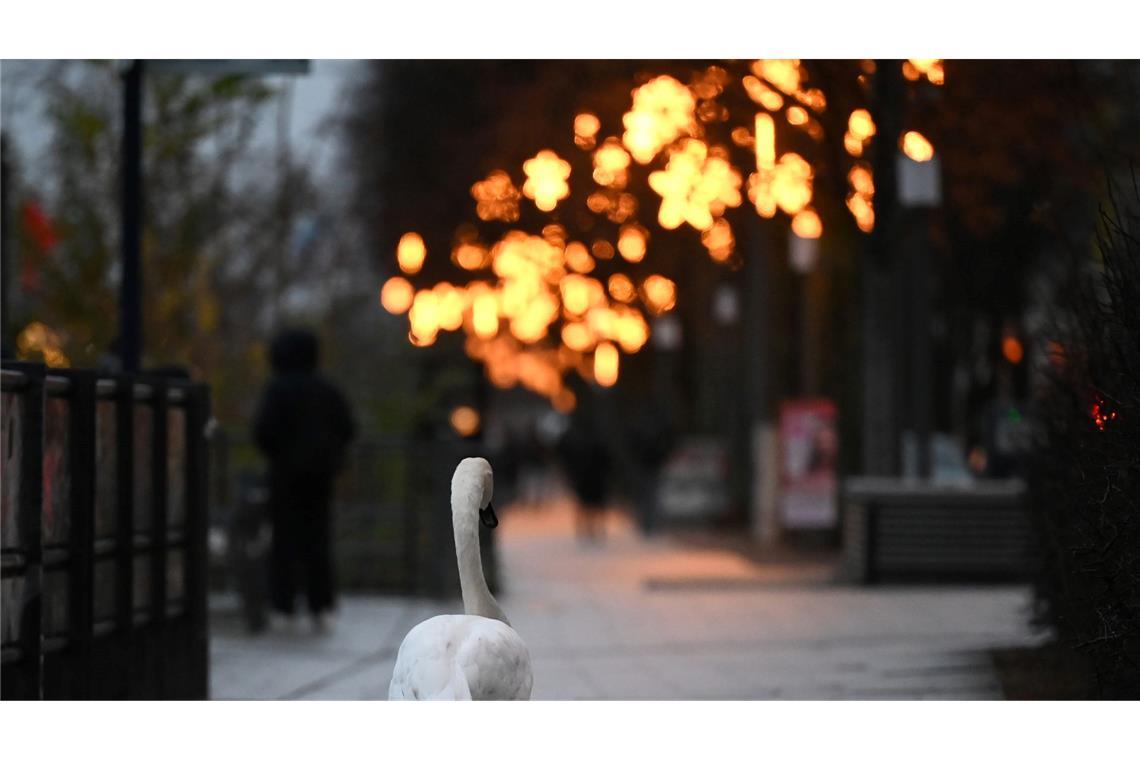 Ein Schwan spaziert über den weihnachtlich geschmückten Gehweg der Binnenalster.