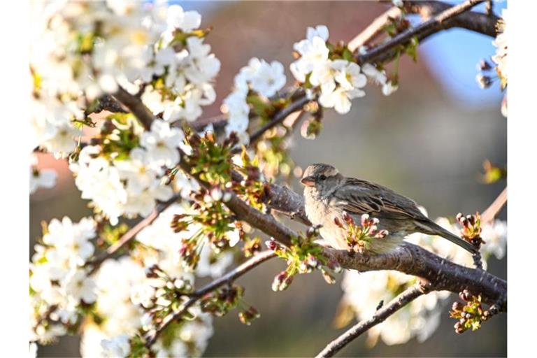 Ein Spatz sitzt auf einem blühenden Ast eines Baumes, der am Ufer des Bodensee steht. Foto: Felix Kästle/dpa/Archivbild