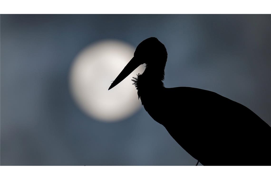 Ein Storch steht in seinem Nest, während im Hintergrund die Sonne durch dunkle Wolken scheint.