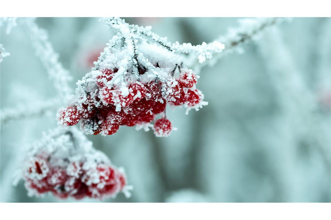 Ein Strauch und desen Früchte sind am Morgen bei Minusgraden von Raureif überzogen. Den Menschen in Baden-Württemberg steht von Sonntag an ein Wetterwechsel bevor (Symbolfoto).