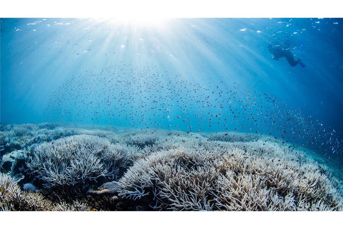 Ein Taucher bewegt sich im südlichen Bereich des Great Barrier Reefs. Wegen deutlich erhöhter Wassertemperaturen ist bei dem Naturwunder die fünfte Massenbleiche von Korallen innerhalb von nur acht Jahren bestätigt worden.