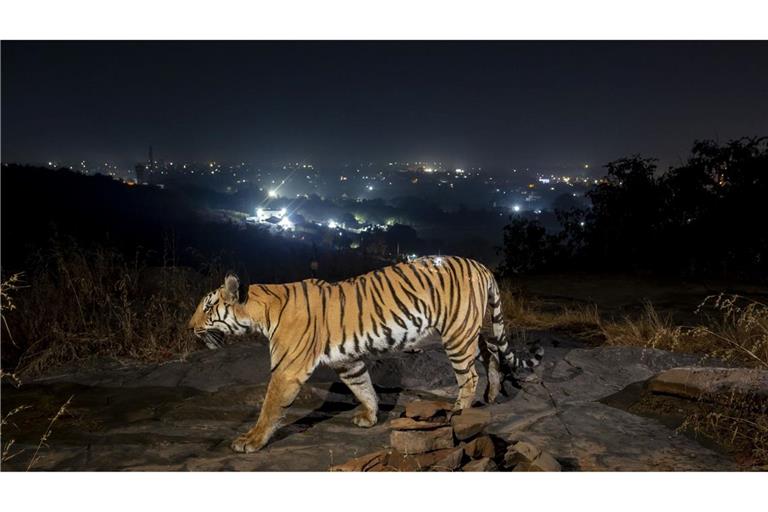 Ein Tiger bewegt sich außerhalb der indischen Stadt Bhopal.