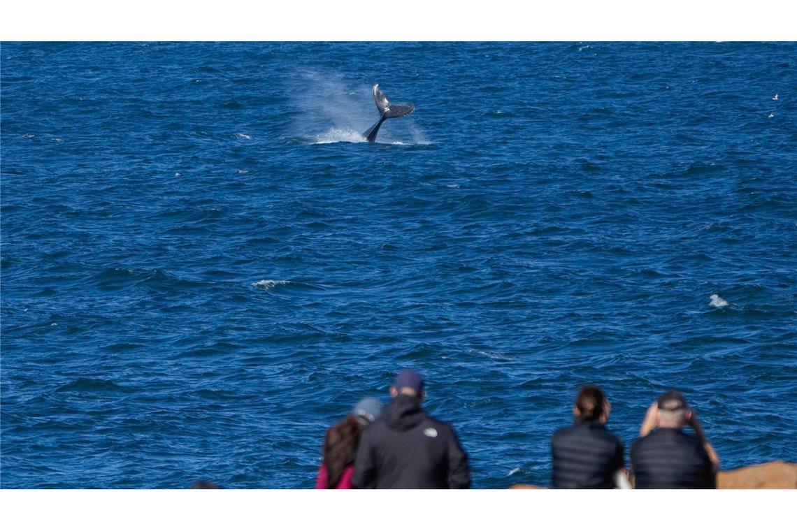 Ein Wal wurde in Boat Harbour nördlich von Sydney entdeckt: Mehr als 40.000 Wale ziehen jedes Jahr von Mai bis November auf ihrer nördlichen Wanderung, dem so genannten "Humpback Highway", an der Küste von NSW entlang.