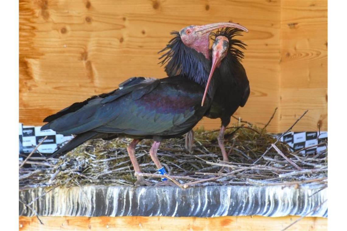 Ein Waldrapp-Paar steht in der Brutwand bei Überlingen an ihrem Nest, um beim Ausbrüten zu wechseln. Foto: Felix Kästle/dpa/Archivbild