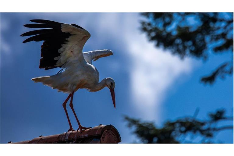 Ein Weißstorch (Ciconia ciconia) steht auf einem Hausdach in Karft (Mecklenburg-Vorpommer) und schlägt mit den Flügeln.