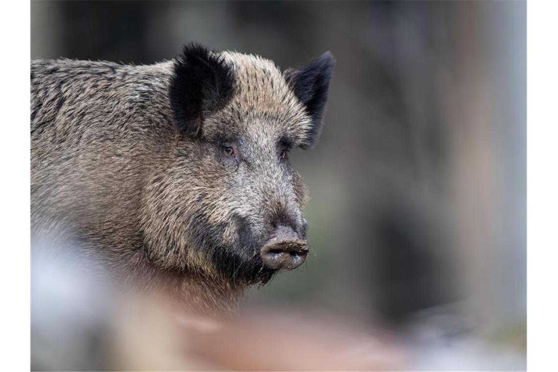 Ein Wildschwein. Foto: Lino Mirgeler/dpa/Archivbild