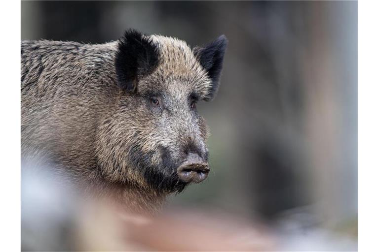 Ein Wildschwein. Foto: Lino Mirgeler/dpa/Archivbild