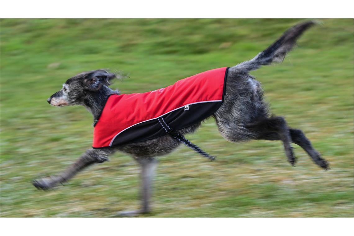 Ein Windhund trägt einen Mantel: Keine Tiere zu Weihnachten verschenken, empfiehlt der Deutsche Tierschutzbund (Symbolfoto).