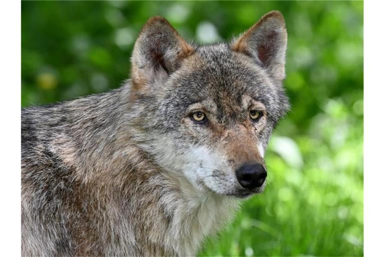 Ein Wolf läuft durch ein Gehege. Foto: Carsten Rehder/dpa/Symbolbild